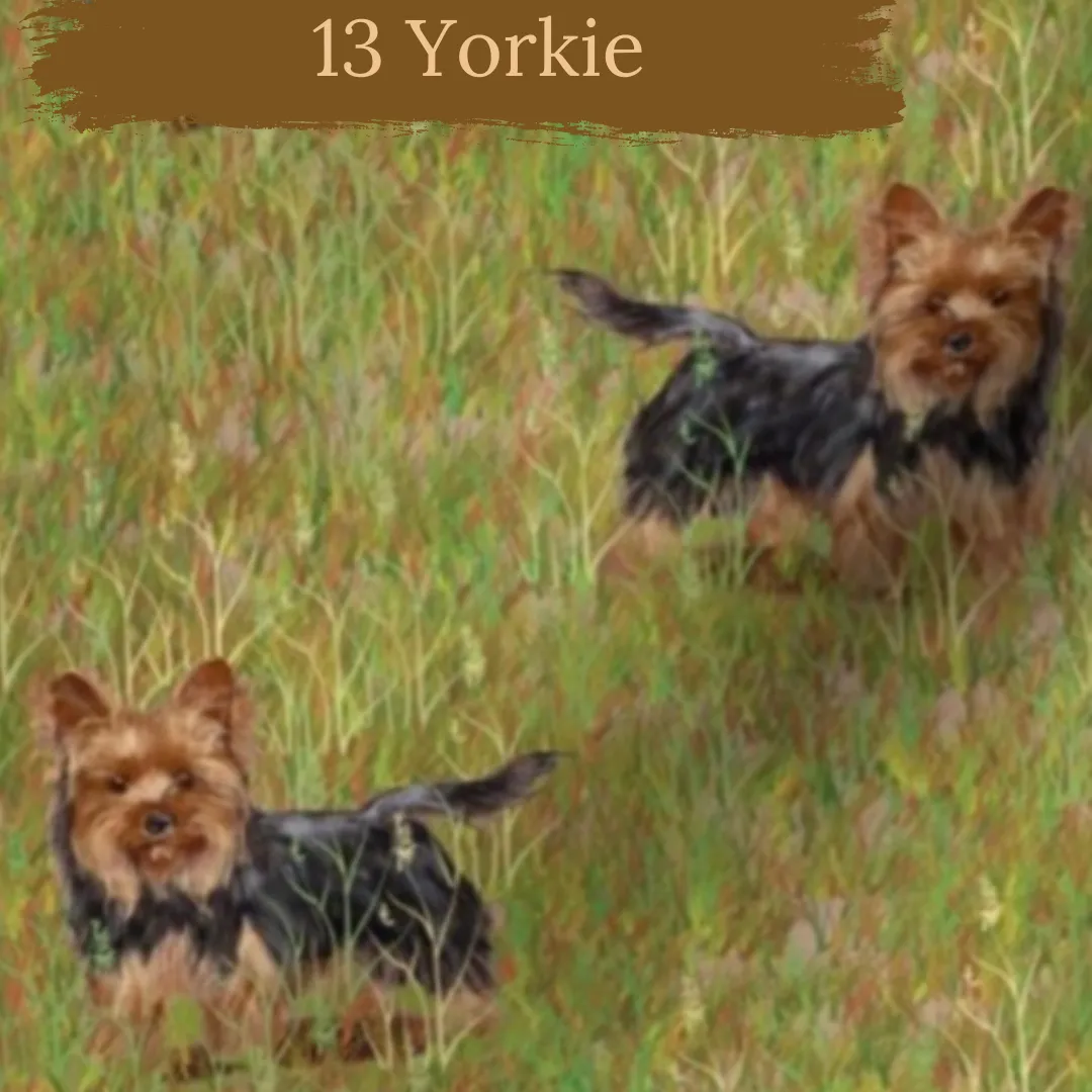 Dog Breeds short cuffed Romper 0-4 years